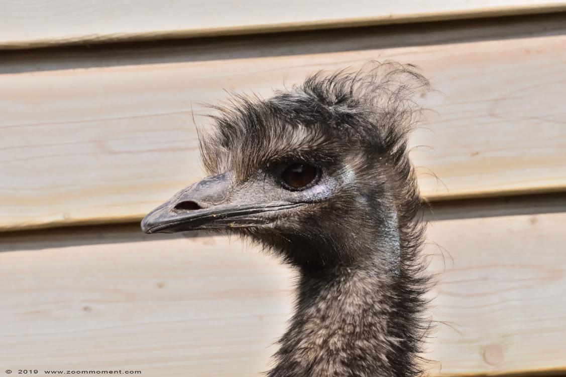 emoe ( Dromaius novaehollandiae )  emu
Trefwoorden: Faunapark Flakkee emoe Dromaius novaehollandiae  emu