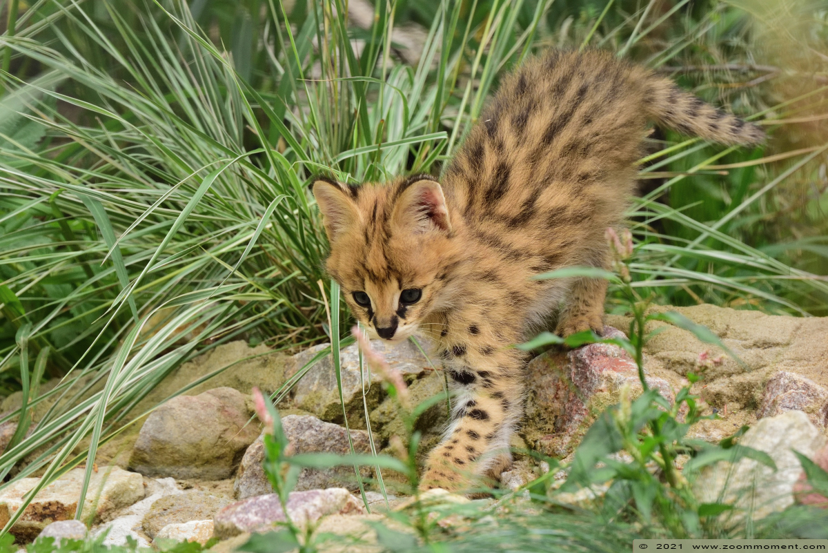 serval ( Leptailurus serval or Felis serval ) serval
Born early July 2021, on the picture about 6 weeks old
Trefwoorden: Faunapark Flakkee serval serval Leptailurus serval Felis serval serval
