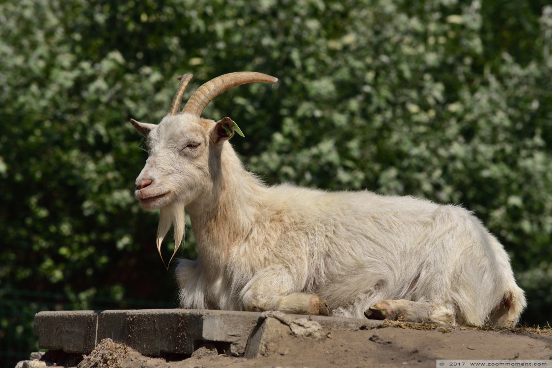 geit  goat
Trefwoorden: Faunapark Flakkee geit goat
