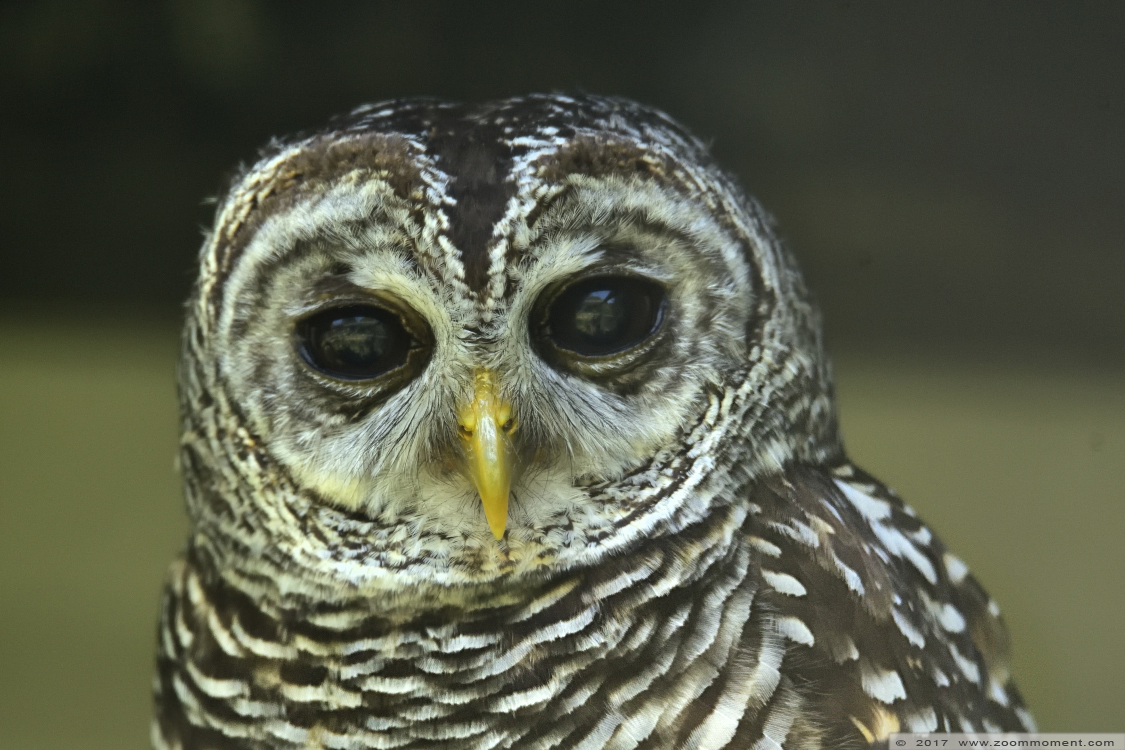 roodpootbosuil ( Strix rufipus ) rufous legged owl
Trefwoorden: Faunapark Flakkee roodpootbosuil  Strix rufipus  rufous legged owl