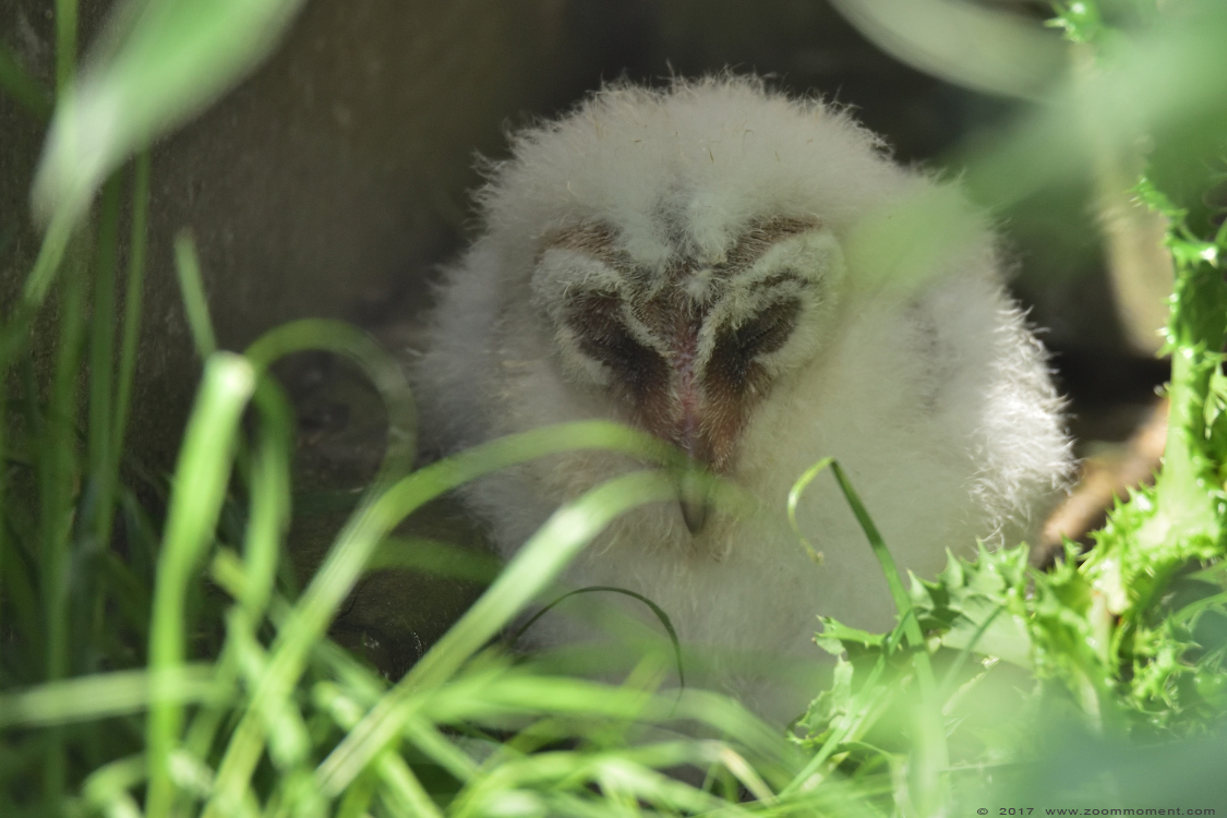 kerkuil kuiken ( Tyto alba ) barn owl chick
Trefwoorden: Faunapark Flakkee kerkuil kuiken  Tyto alba  barn owl chick