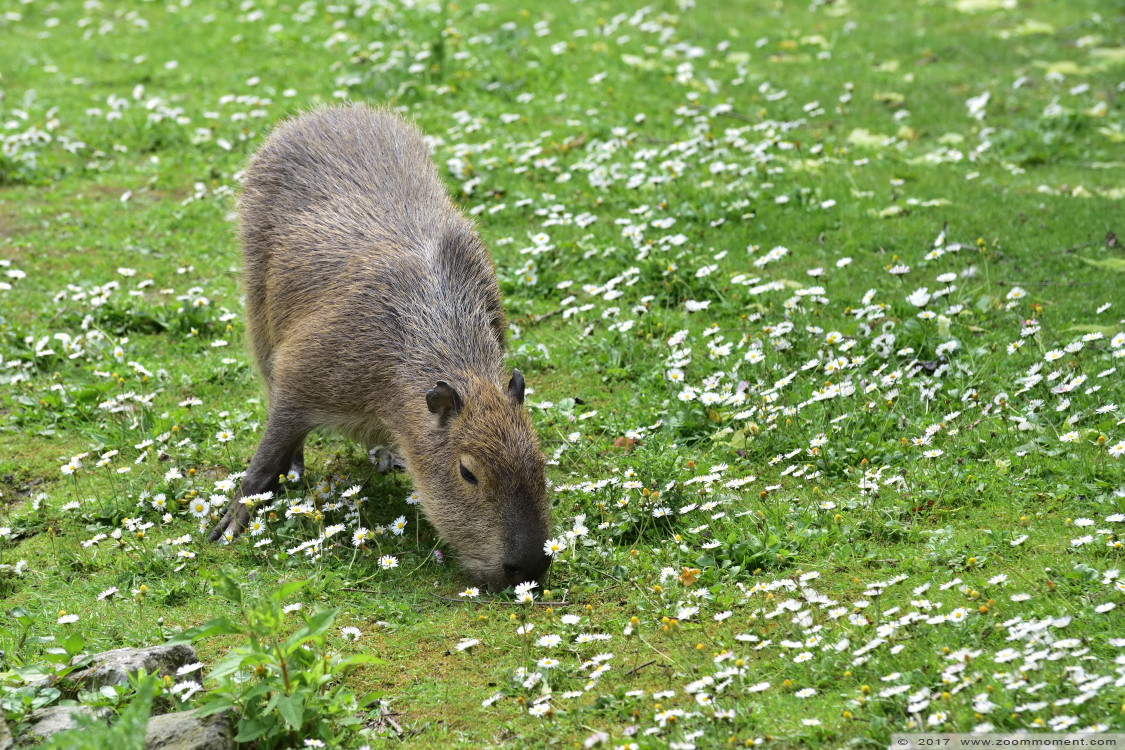 capibara of waterzwijn ( Hydrochoerus hydrochaeris or Hydrochoeris hydrochaeris ) capybara   
Keywords: Faunapark Flakkee capibara waterzwijn  Hydrochoerus hydrochaeris  Hydrochoeris hydrochaeris  capybara 
