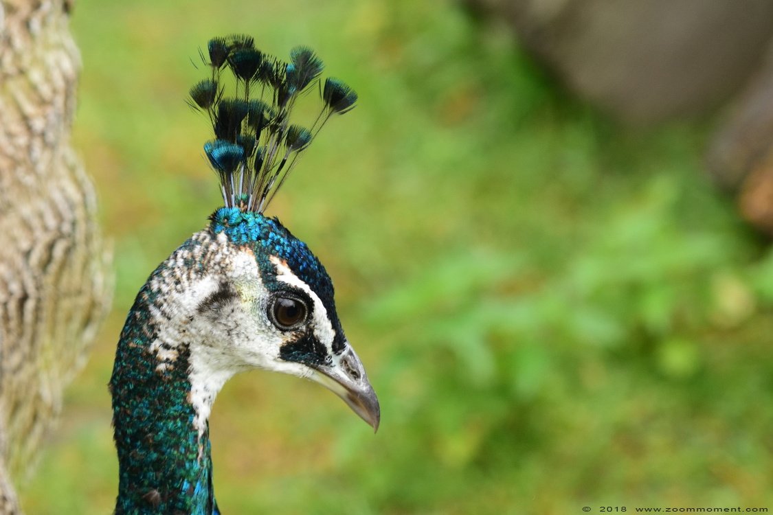blauwe pauw  ( Pavo cristatus )  Indian peafowl or blue peafowl
Trefwoorden: Faunapark Flakkee blauwe pauw  Pavo cristatus   Indian peafowl  blue peafowl 