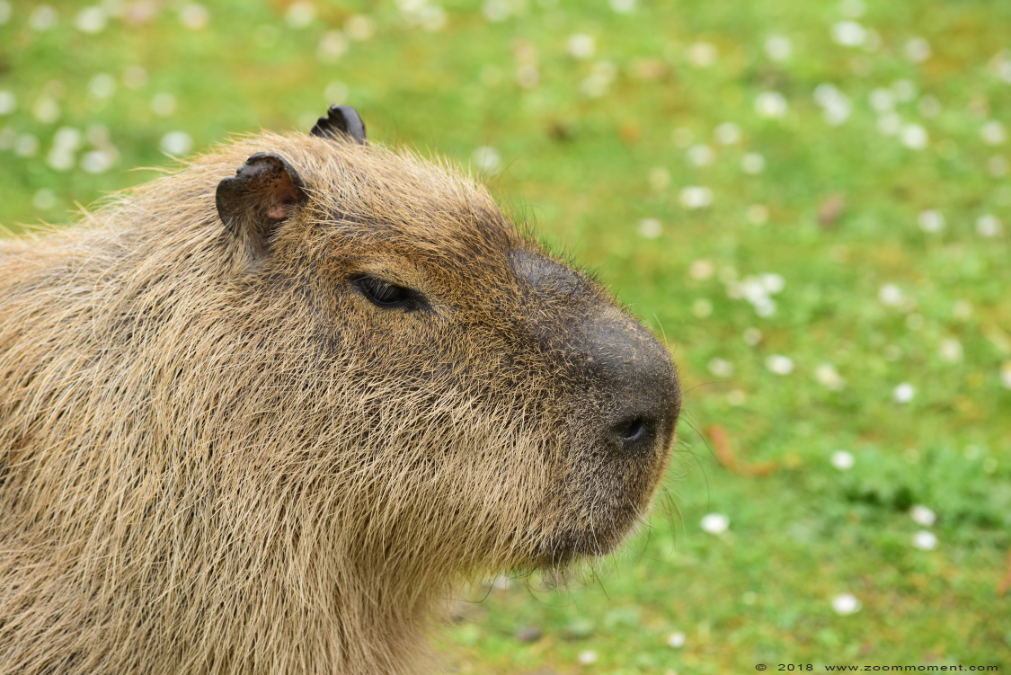 capibara of waterzwijn ( Hydrochoerus hydrochaeris or Hydrochoeris hydrochaeris ) capybara 
Trefwoorden: Faunapark Flakkee capibara waterzwijn  Hydrochoerus hydrochaeris  Hydrochoeris hydrochaeris  capybara 