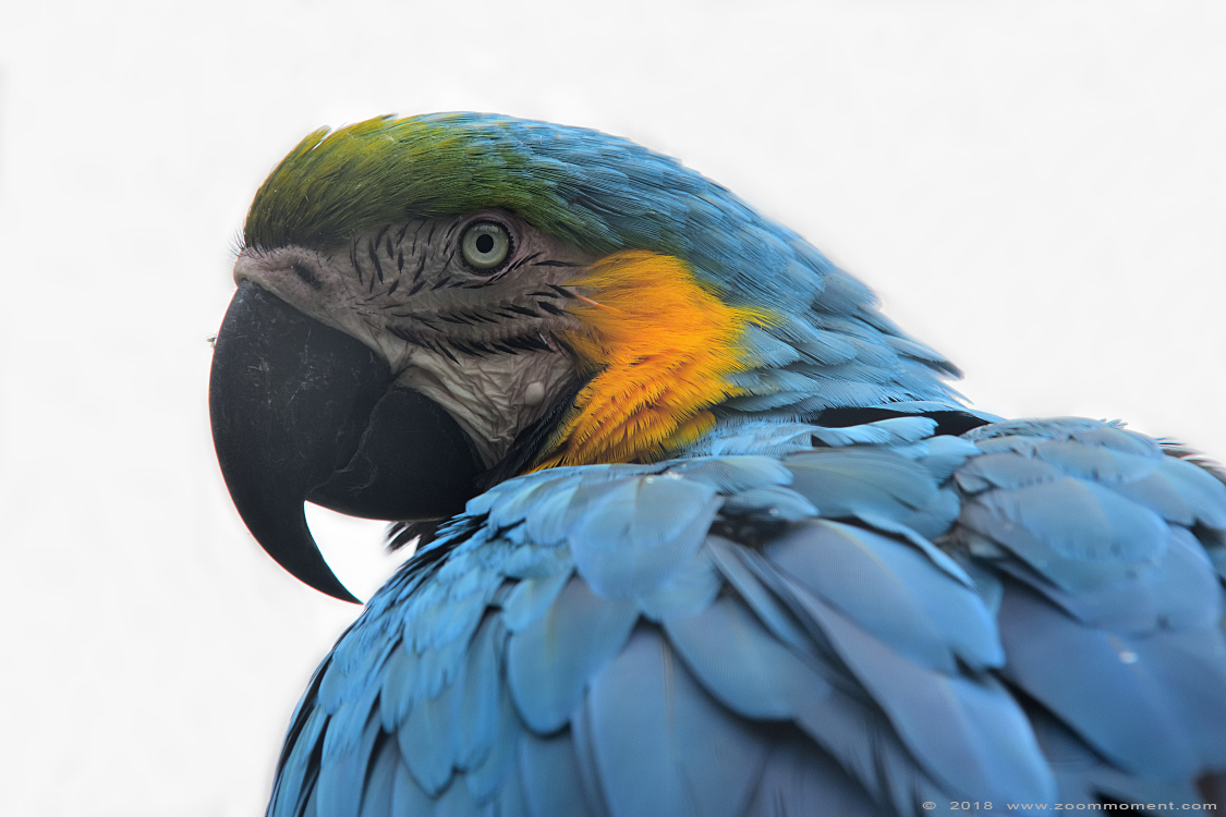 geelvleugelara ( Ara macao ) scarlet macaw 
Trefwoorden: Faunapark Flakkee geelvleugelara  Ara macao scarlet macaw 