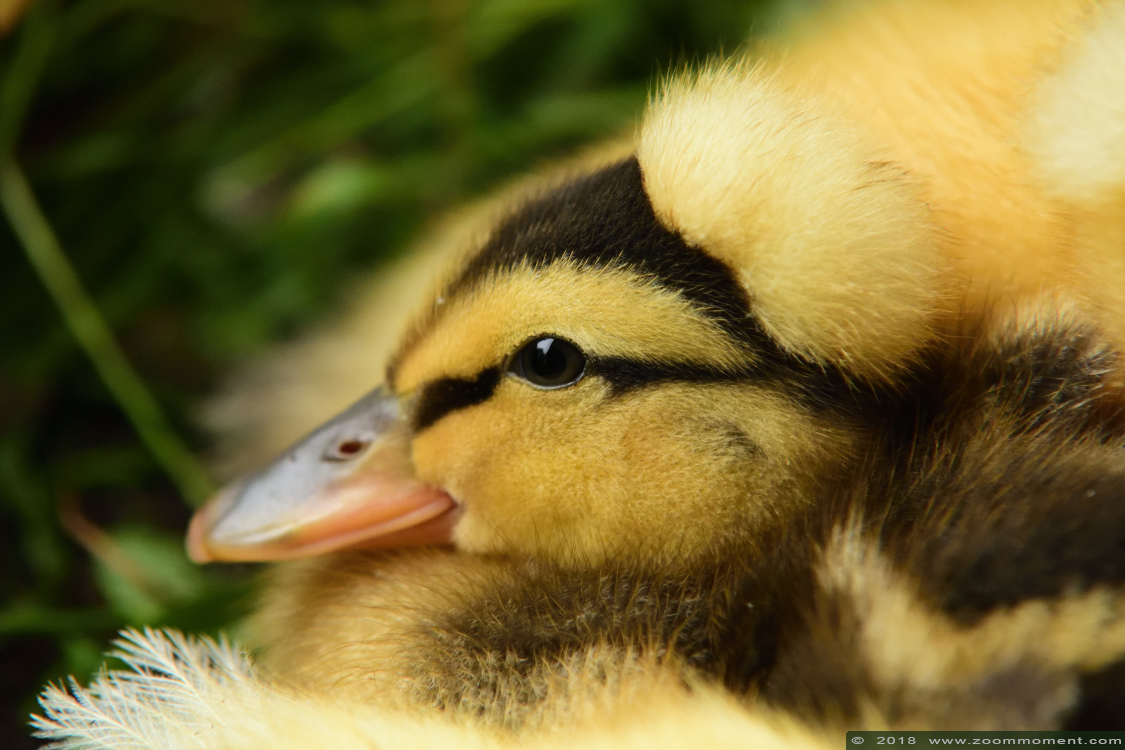 kuifeend ( Aythya fuligula ) tufted duck 
Trefwoorden: Faunapark Flakkee kuifeend  Aythya fuligula  tufted duck 