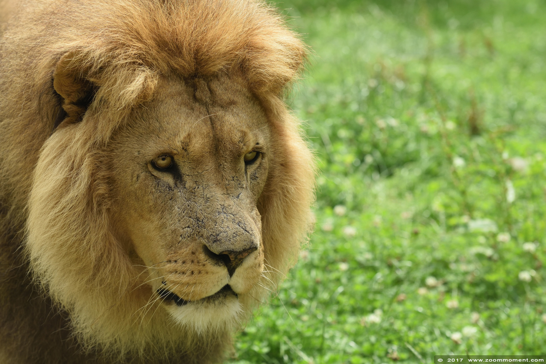 Afrikaanse leeuw ( Panthera leo ) African lion
Keywords: Gaiapark Kerkrade Nederland zoo Afrikaanse leeuw Panthera leo lion