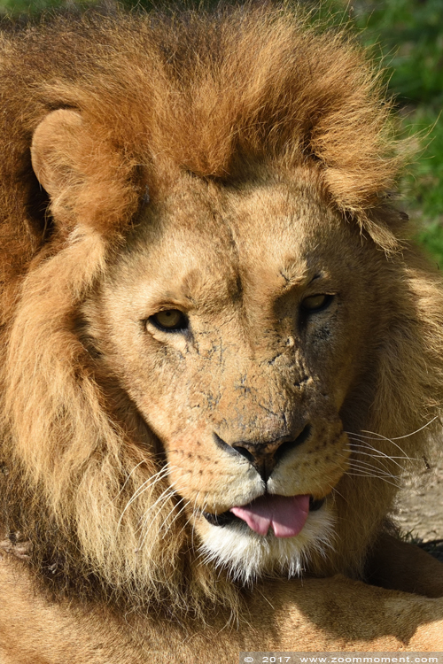 Afrikaanse leeuw ( Panthera leo ) African lion
Λέξεις-κλειδιά: Gaiapark Kerkrade Nederland zoo Afrikaanse leeuw Panthera leo lion