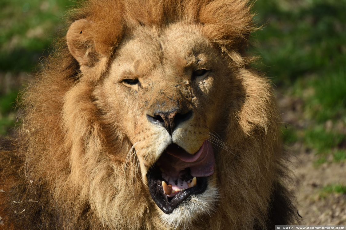 Afrikaanse leeuw  ( Panthera leo ) lion
Keywords: Gaiapark Kerkrade Nederland zoo Afrikaanse leeuw Panthera leo lion