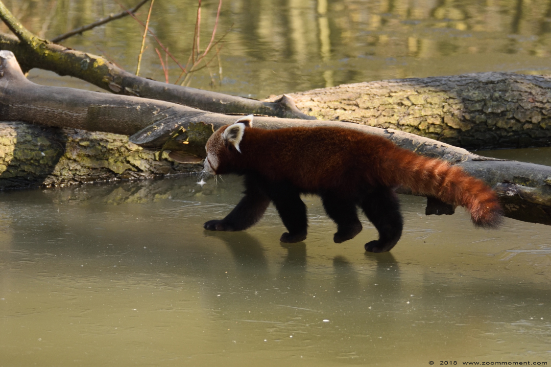 kleine of rode panda ( Ailurus fulgens ) lesser or red panda
Trefwoorden: Gaiapark Kerkrade Nederland zoo kleine rode panda Ailurus fulgens lesser red panda