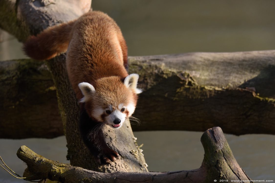 kleine of rode panda ( Ailurus fulgens ) lesser or red panda
Trefwoorden: Gaiapark Kerkrade Nederland zoo kleine rode panda Ailurus fulgens lesser red panda