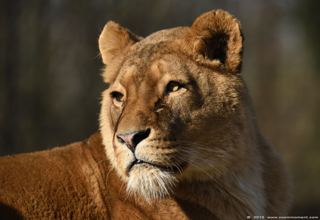 Afrikaanse leeuw ( Panthera leo ) African lion
Trefwoorden: Gaiapark Kerkrade Nederland zoo Afrikaanse leeuw Panthera leo lion