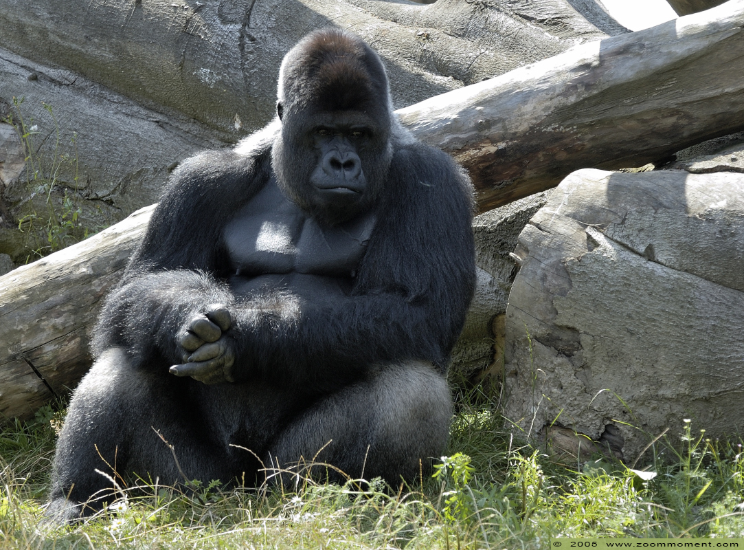 Westelijke laagland gorilla ( Gorilla gorilla )
Trefwoorden: Gaiapark Kerkrade Westelijke laagland gorilla  Gorilla gorilla 