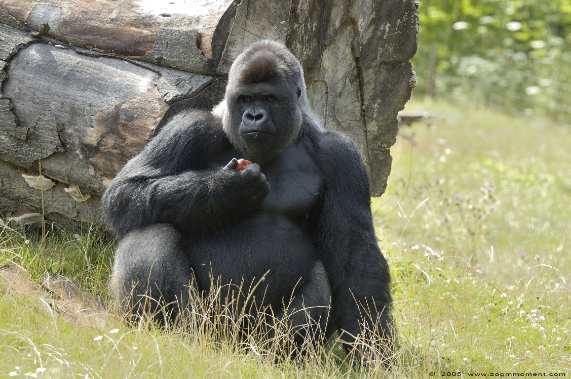 Westelijke laagland gorilla ( Gorilla gorilla )
Trefwoorden: Gaiapark Kerkrade Westelijke laagland gorilla  Gorilla gorilla 