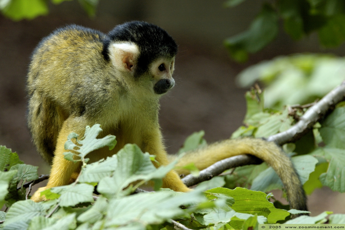 Boliviaans doodshoofdaapje  ( Saimiri boliviensis )  Bolivian squirrel monkey
Trefwoorden: Gaiapark Kerkrade Saimiri boliviensis Boliviaans doodshoofdaapje Bolivian squirrel monkey