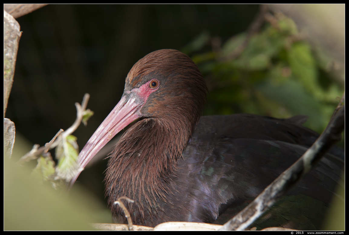 puna ibis  ( Plegadis ridgwayi )  
Trefwoorden: Gaiapark Kerkrade puna ibis  Plegadis ridgwayi