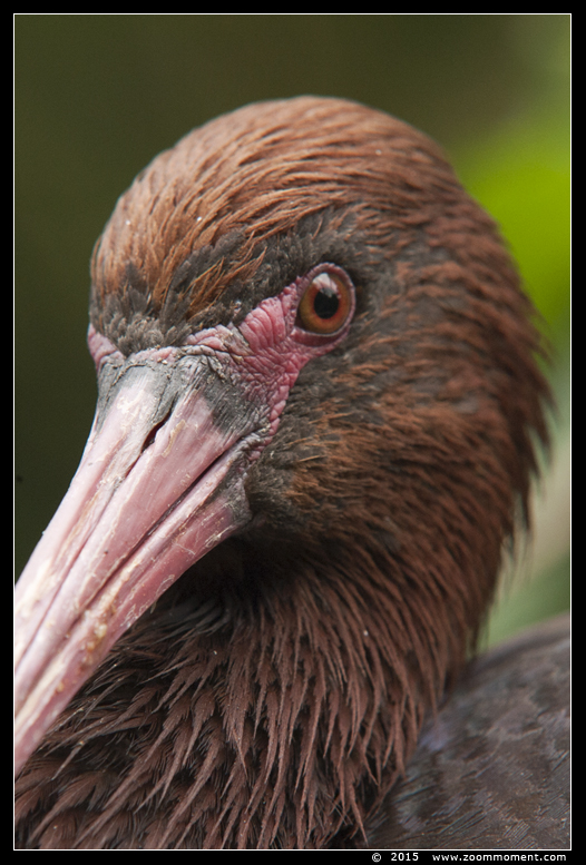 puna ibis  ( Plegadis ridgwayi )  
Trefwoorden: Gaiapark Kerkrade puna ibis Plegadis ridgwayi