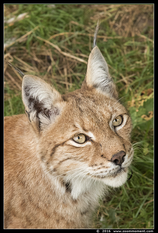 Lynx lynx
Palavras-chave: Gaiapark Kerkrade lynx
