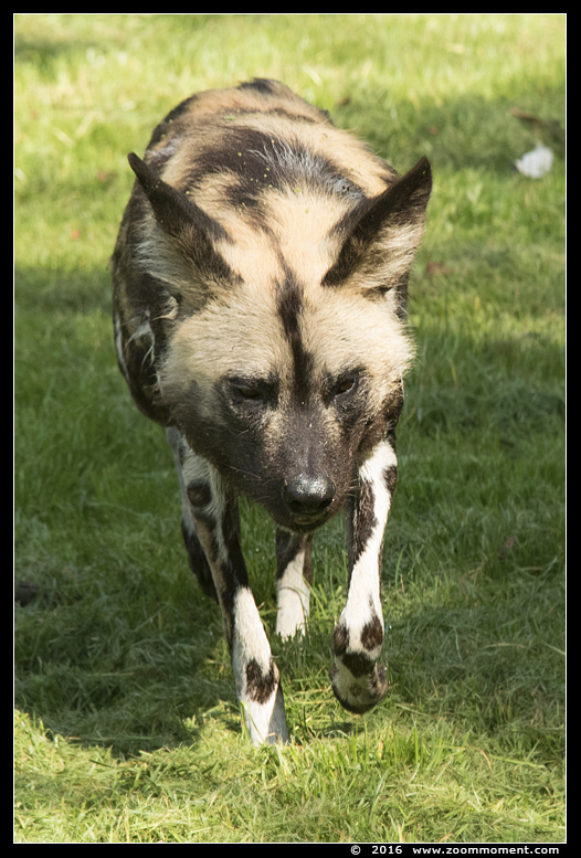 Afrikaanse wilde hond ( Lycaon pictus ) African wild dog
Trefwoorden: Gaiapark Kerkrade Nederland zoo Afrikaanse wilde hond Lycaon pictus  African wild dog