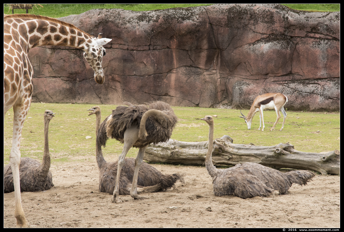 struisvogel  ( Struthio camelus )  ostrich
Trefwoorden: Gaiapark Kerkrade Nederland zoo Struthio camelus struisvogel ostrich