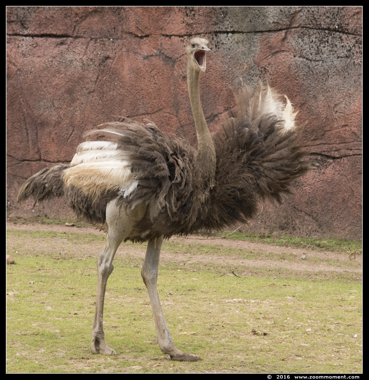 struisvogel  ( Struthio camelus )  ostrich
Trefwoorden: Gaiapark Kerkrade Nederland zoo Struthio camelus struisvogel ostrich
