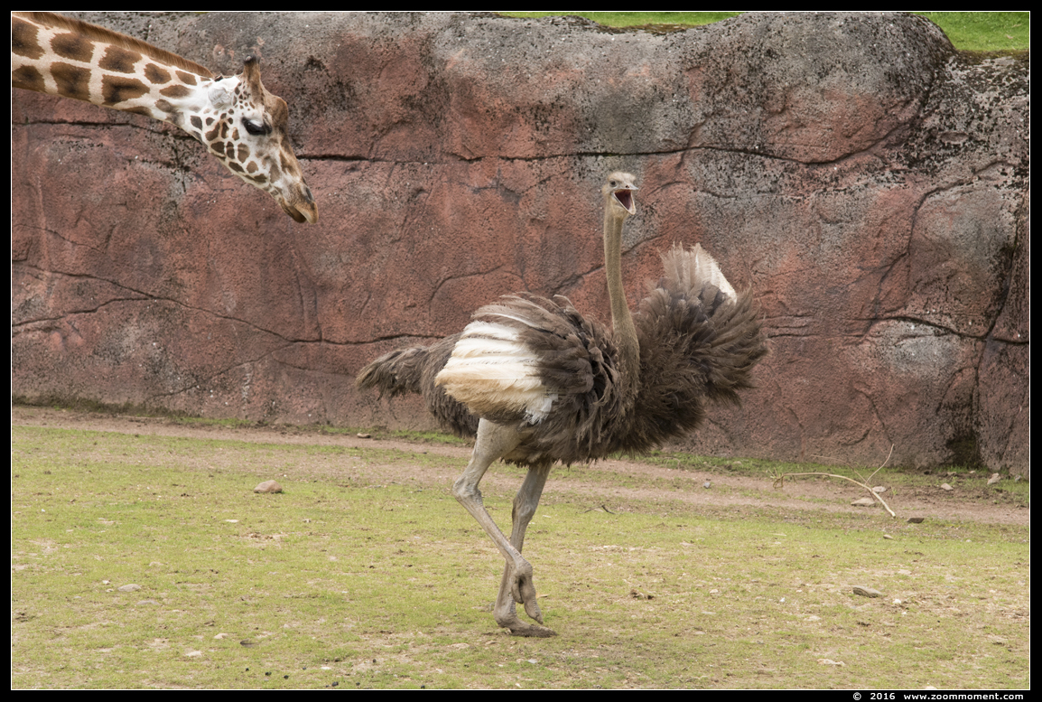 struisvogel  ( Struthio camelus )  ostrich
Ключови думи: Gaiapark Kerkrade Nederland zoo Struthio camelus struisvogel ostrich