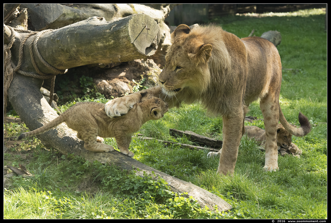 Afrikaanse leeuw ( Panthera leo ) lion
Welpen geboren 6 juni 2016, op de foto 2 maanden oud
Cubs, born 6th June 2016, on the picture about 2 months old
Ключові слова: Gaiapark Kerkrade lion Afrikaanse leeuw cub welp Panthera leo