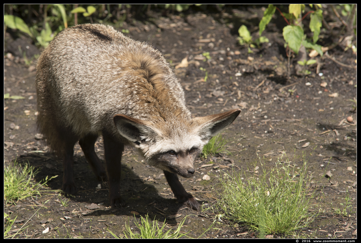 lepelhond of grootoorvos  ( Otocyon megalotis ) bat-eared fox
Trefwoorden: Gaiapark Kerkrade Nederland zoo lepelhond grootoorvos  Otocyon megalotis  bat-eared fox
