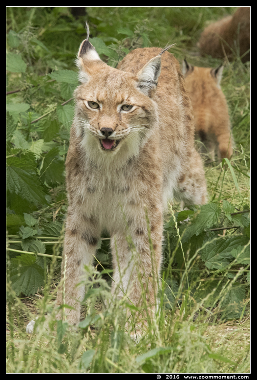 Lynx lynx cub welp
Welpen, geboren 14 mei 2016, op de foto 5 weken oud
Cubs, born 14 May 2016, on the picture 5 weeks old
Trefwoorden: Gaiapark Kerkrade lynx cub welp