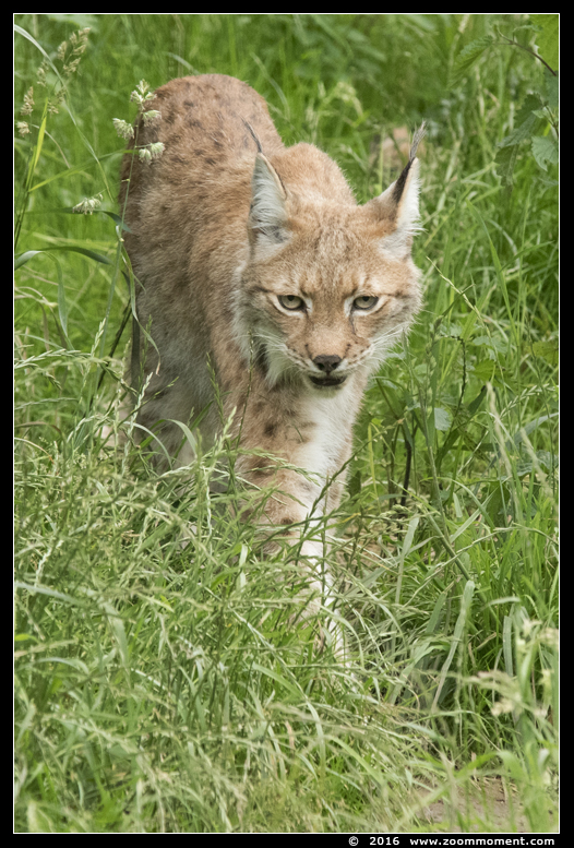 Lynx lynx
Trefwoorden: Gaiapark Kerkrade lynx