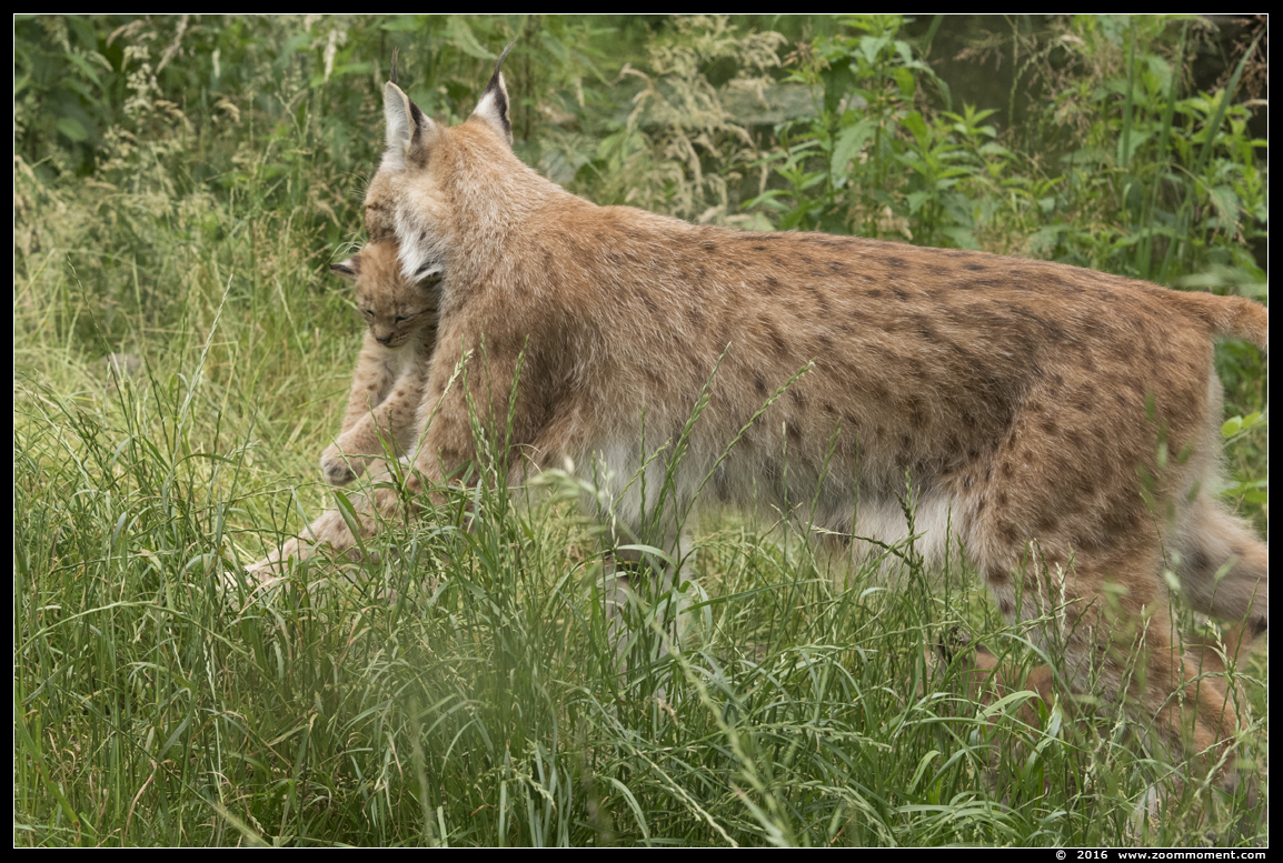 Lynx lynx cub welp
Welpen, geboren 14 mei 2016, op de foto 5 weken oud
Cubs, born 14 May 2016, on the picture 5 weeks old
Trefwoorden: Gaiapark Kerkrade lynx cub welp