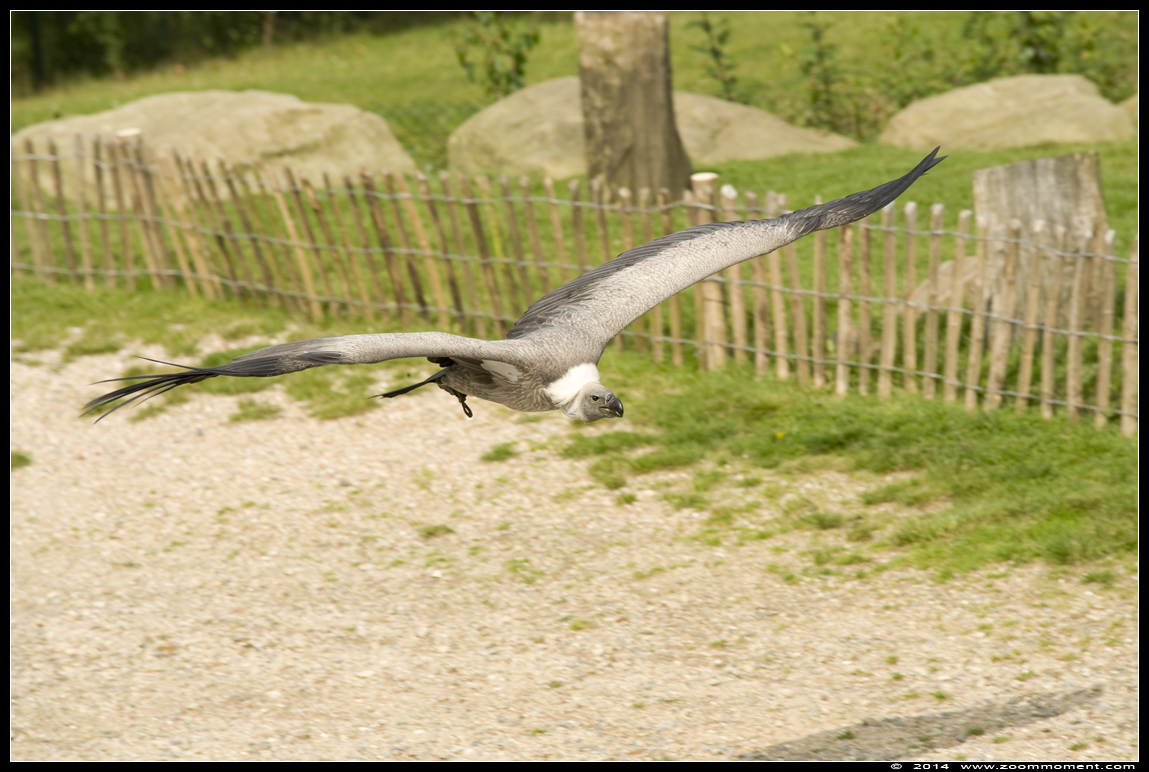 witruggier ( Gyps africanus ) white backed vulture 
Roofvogelshow 2014 
Trefwoorden: Gaiapark Kerkrade roofvogelshow witruggier  Gyps africanus  white-backed vulture