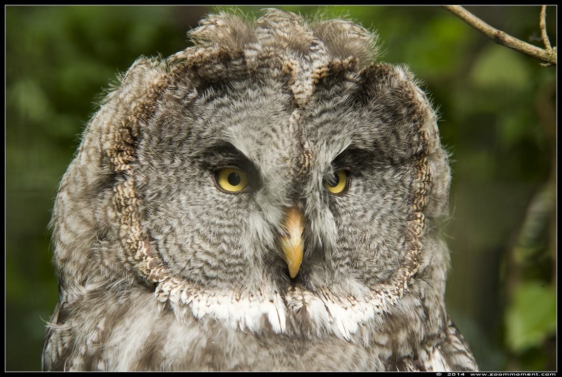 laplanduil  ( Strix nebulosa ) great grey owl or great gray owl
Trefwoorden: Gaiapark Kerkrade Strix nebulosa laplanduil great grey owl  great gray owl