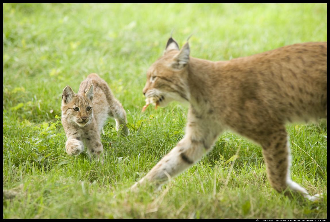 Lynx lynx
Welpen, geboren 14 mei 2014, op de foto ongeveer 4 maanden oud
Cubs, born 14th May 2014, on the picture about 4 months old
Keywords: Gaiapark Kerkrade lynx