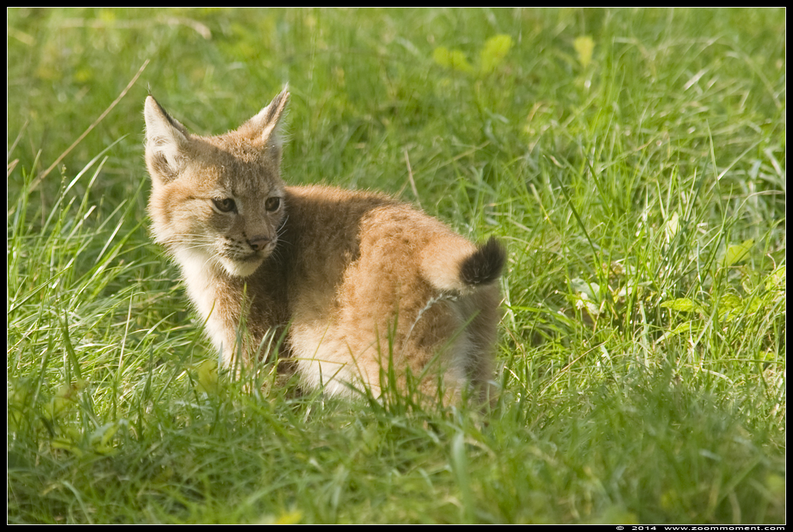 Lynx lynx
Welpen, geboren 14 mei 2014, op de foto ongeveer 4 maanden oud
Cubs, born 14th May 2014, on the picture about 4 months old
Avainsanat: Gaiapark Kerkrade lynx
