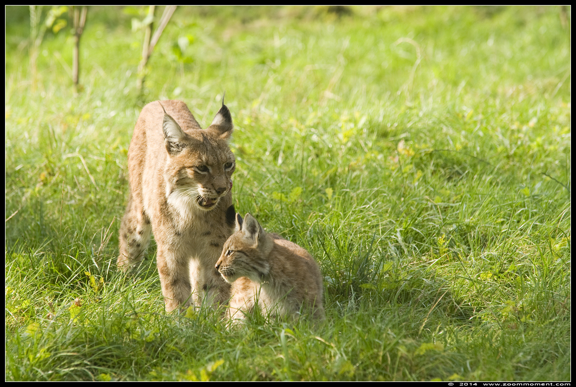 Lynx lynx
Welpen, geboren 14 mei 2014, op de foto ongeveer 4 maanden oud
Cubs, born 14th May 2014, on the picture about 4 months old
Schlüsselwörter: Gaiapark Kerkrade lynx