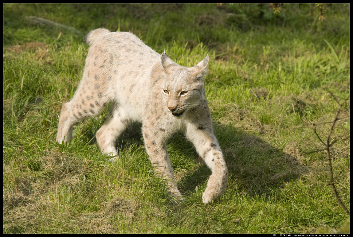 Lynx lynx
Λέξεις-κλειδιά: Gaiapark Kerkrade lynx