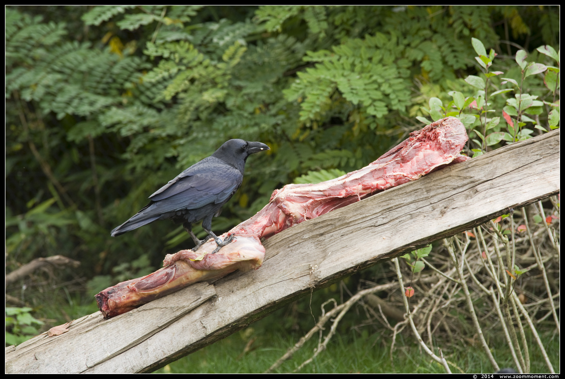 raaf  ( Corvus corax ) raven
关键词: Gaiapark Kerkrade raaf  Corvus corax raven