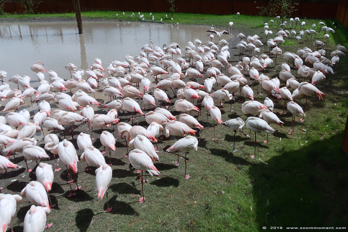 flamingo ( Phoenicopterus roseus ) greater flamingo
Trefwoorden: Gaiapark Kerkrade flamingo Phoenicopterus roseus greater flamingo