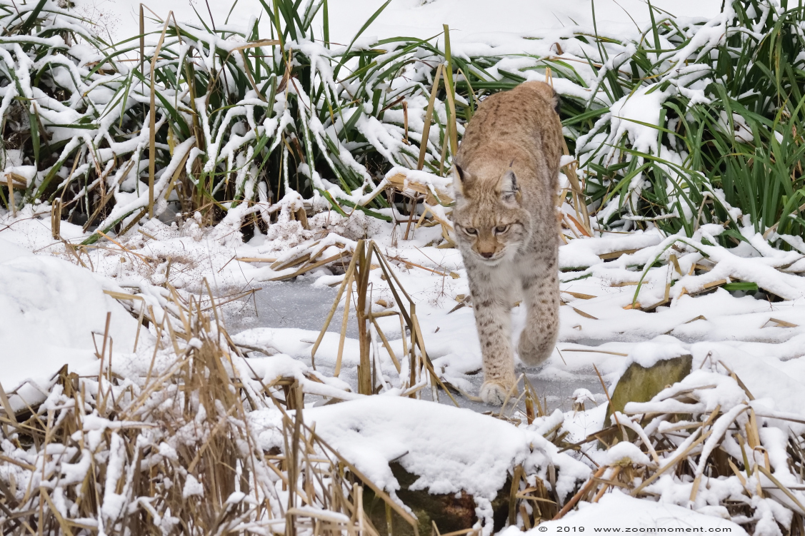 Lynx lynx
Trefwoorden: Gaiapark Kerkrade Nederland zoo lynx snow sneeuw