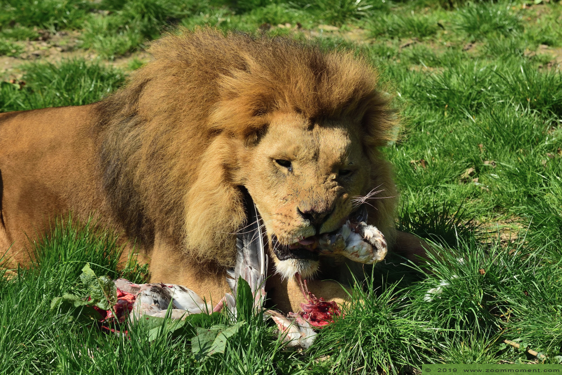 Afrikaanse leeuw ( Panthera leo ) African lion
Palavras chave: Gaiapark Kerkrade Afrikaanse leeuw  Panthera leo  African lion