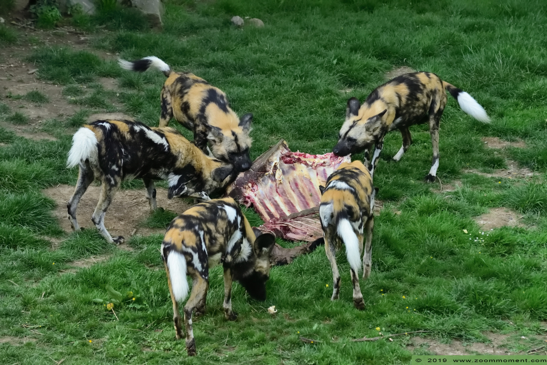 Afrikaanse wilde hond ( Lycaon pictus ) African wild dog
Trefwoorden: Gaiapark Kerkrade Afrikaanse wilde hond  Lycaon pictus African wild dog