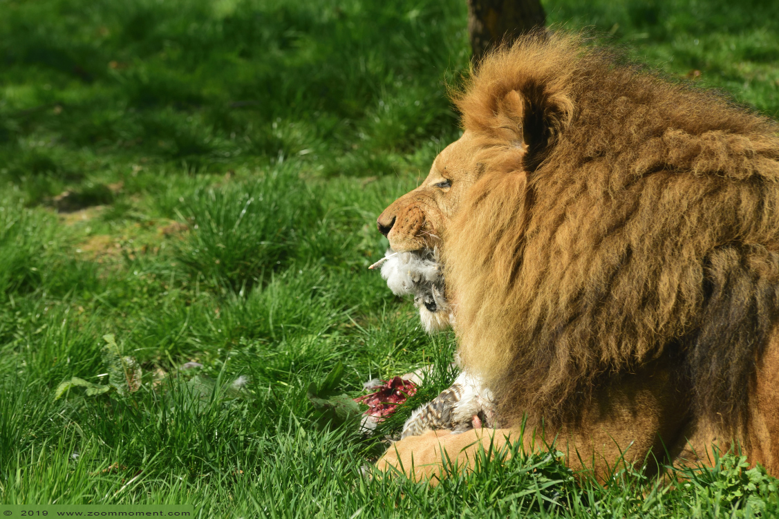 Afrikaanse leeuw ( Panthera leo ) African lion
Keywords: Gaiapark Kerkrade Afrikaanse leeuw  Panthera leo  African lion