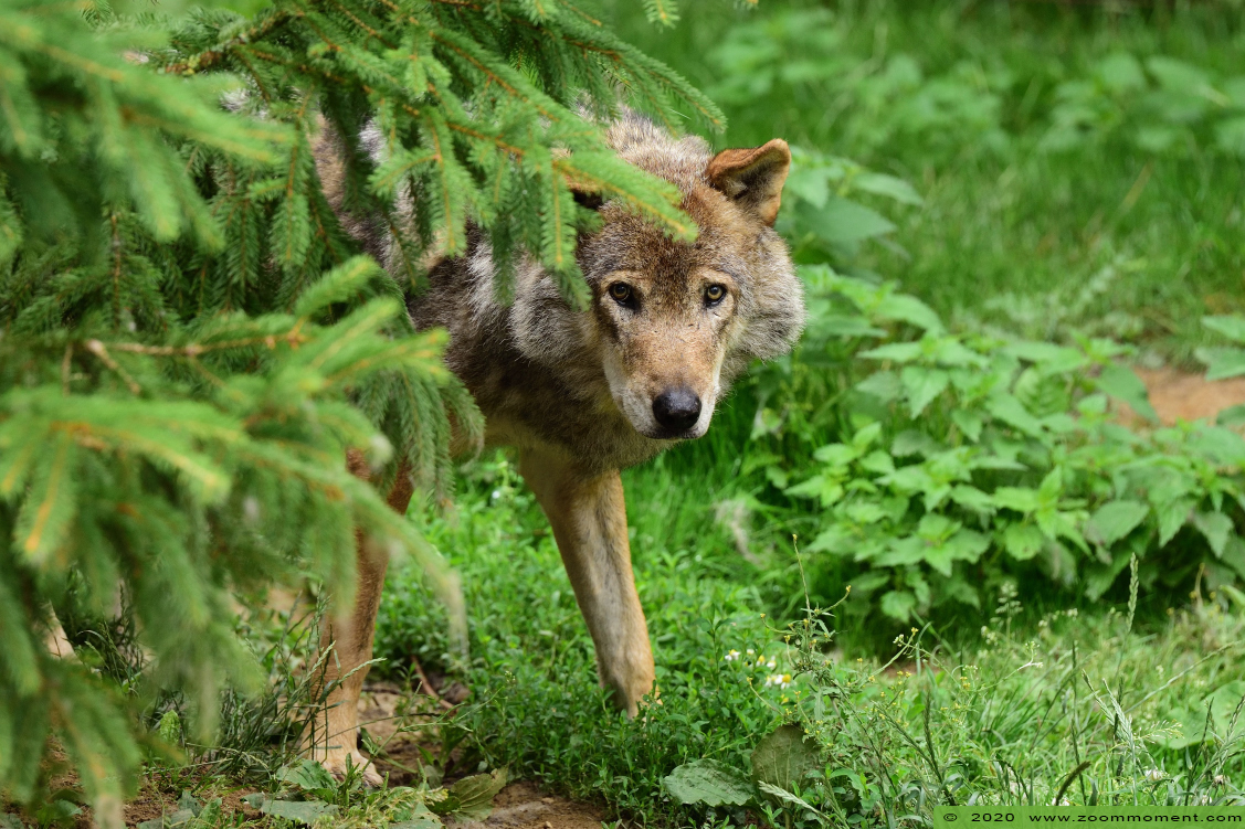 Europese wolf  ( Canis lupus )  Eurasian wolf 
Trefwoorden: Gaiapark Kerkrade Nederland zoo wolf  Canis lupus wolf