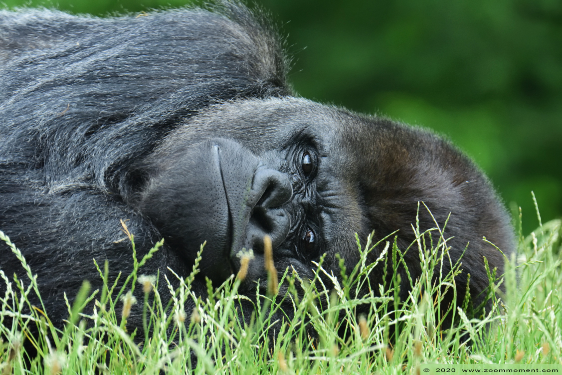Westelijke laagland gorilla ( Gorilla gorilla )
Makula
Trefwoorden: Gaiapark Kerkrade Gorilla gorilla Makula