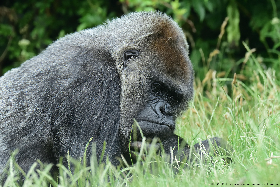 Westelijke laagland gorilla ( Gorilla gorilla )
Dalila
Trefwoorden: Gaiapark Kerkrade Gorilla gorilla Dalila