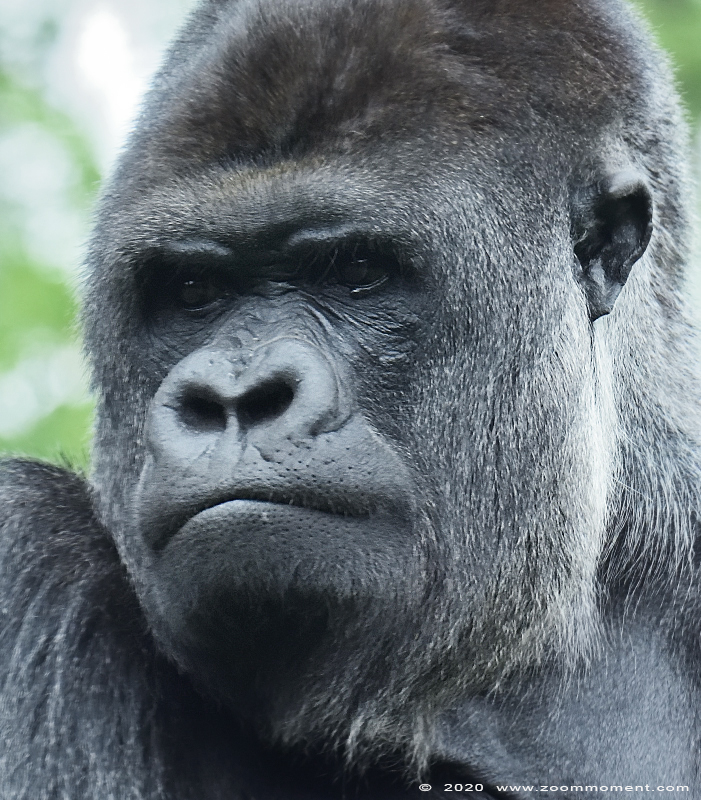 Westelijke laagland gorilla ( Gorilla gorilla )
Makula
Trefwoorden: Gaiapark Kerkrade Gorilla gorilla Makula