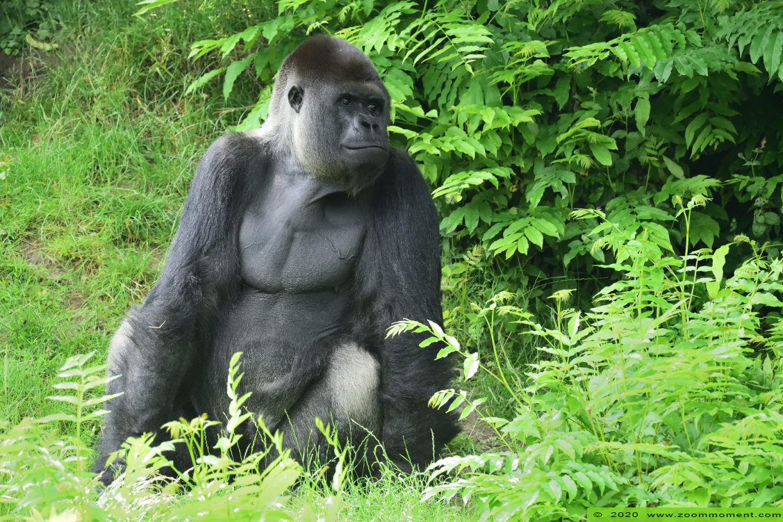 Westelijke laagland gorilla ( Gorilla gorilla )
Makula
Palavras-chave: Gaiapark Kerkrade Gorilla gorilla Makula