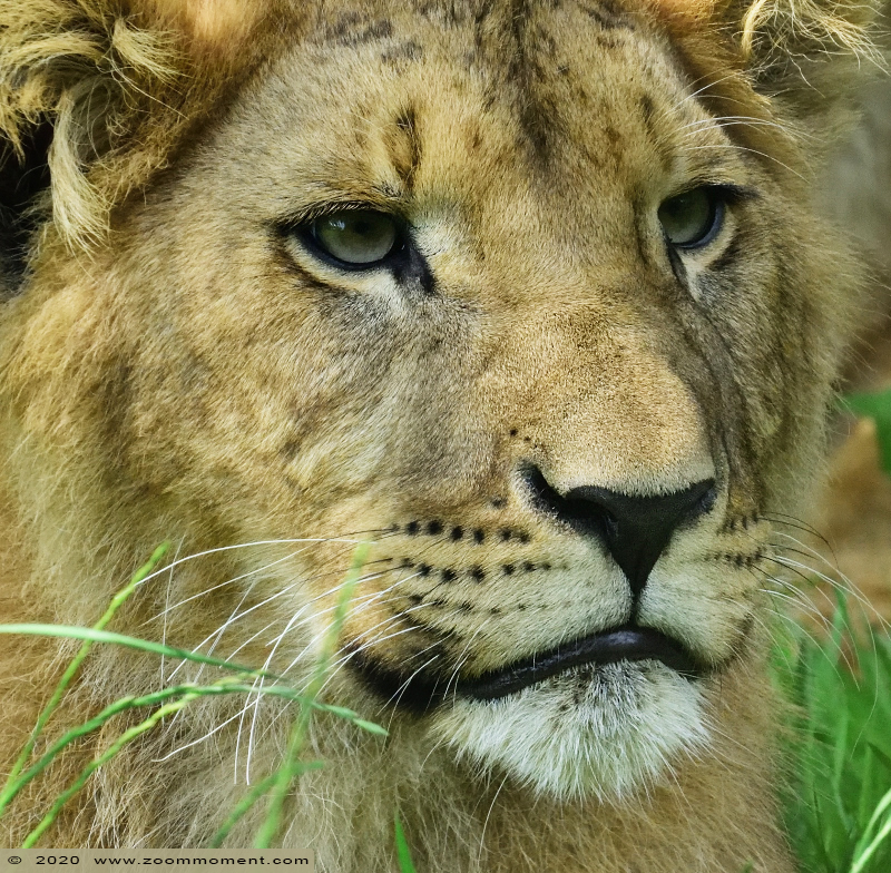 Afrikaanse leeuw  ( Panthera leo )  African lion
Λέξεις-κλειδιά: Gaiapark Kerkrade Nederland zoo Afrikaanse leeuw Panthera leo lion
