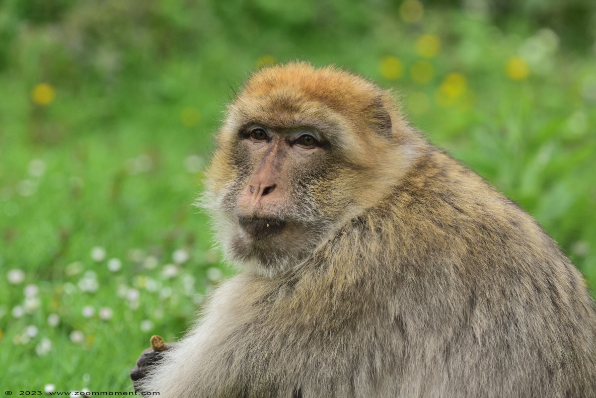 berberaap of magot aap of makaak ( Macaca sylvanus ) Berber monkey
Trefwoorden: Gaiapark Kerkrade Nederland zoo berberaap magot aap makaak Macaca sylvanus Berber monkey